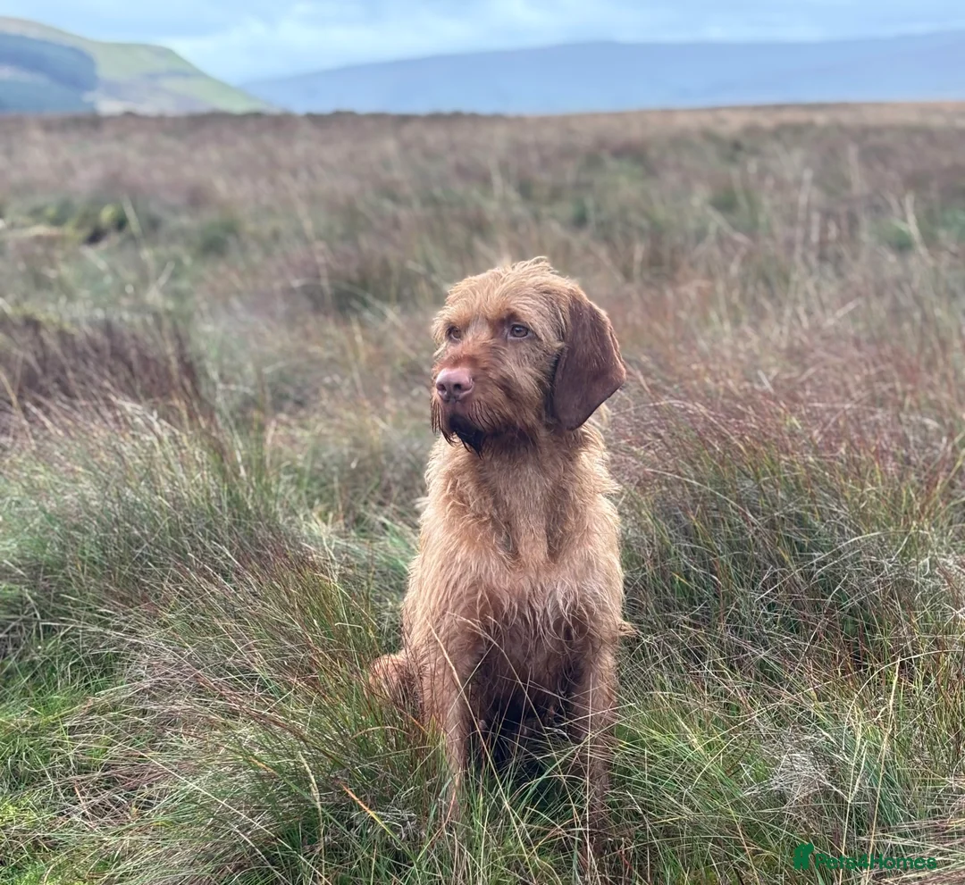 Hungarian Vizsla dogs for sale: Hungarian wirehaired vizsla- fully health tested  - Advert 4