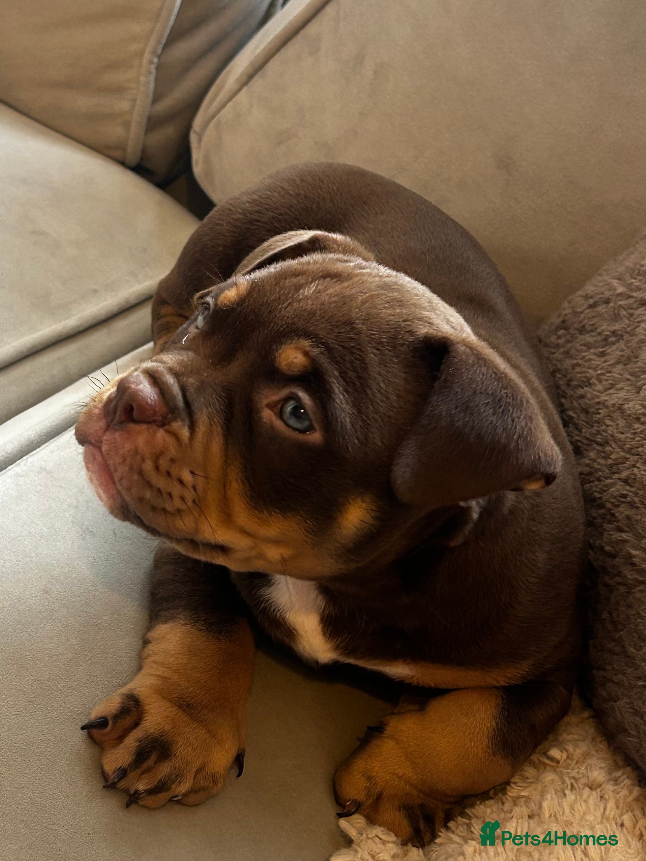 American Bully dogs Adorable micro/pocket bully🩷  - Advert 2