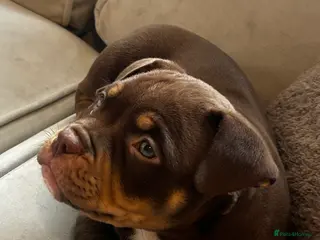 American Bully dogs Adorable micro/pocket bully🩷 - Advert 2