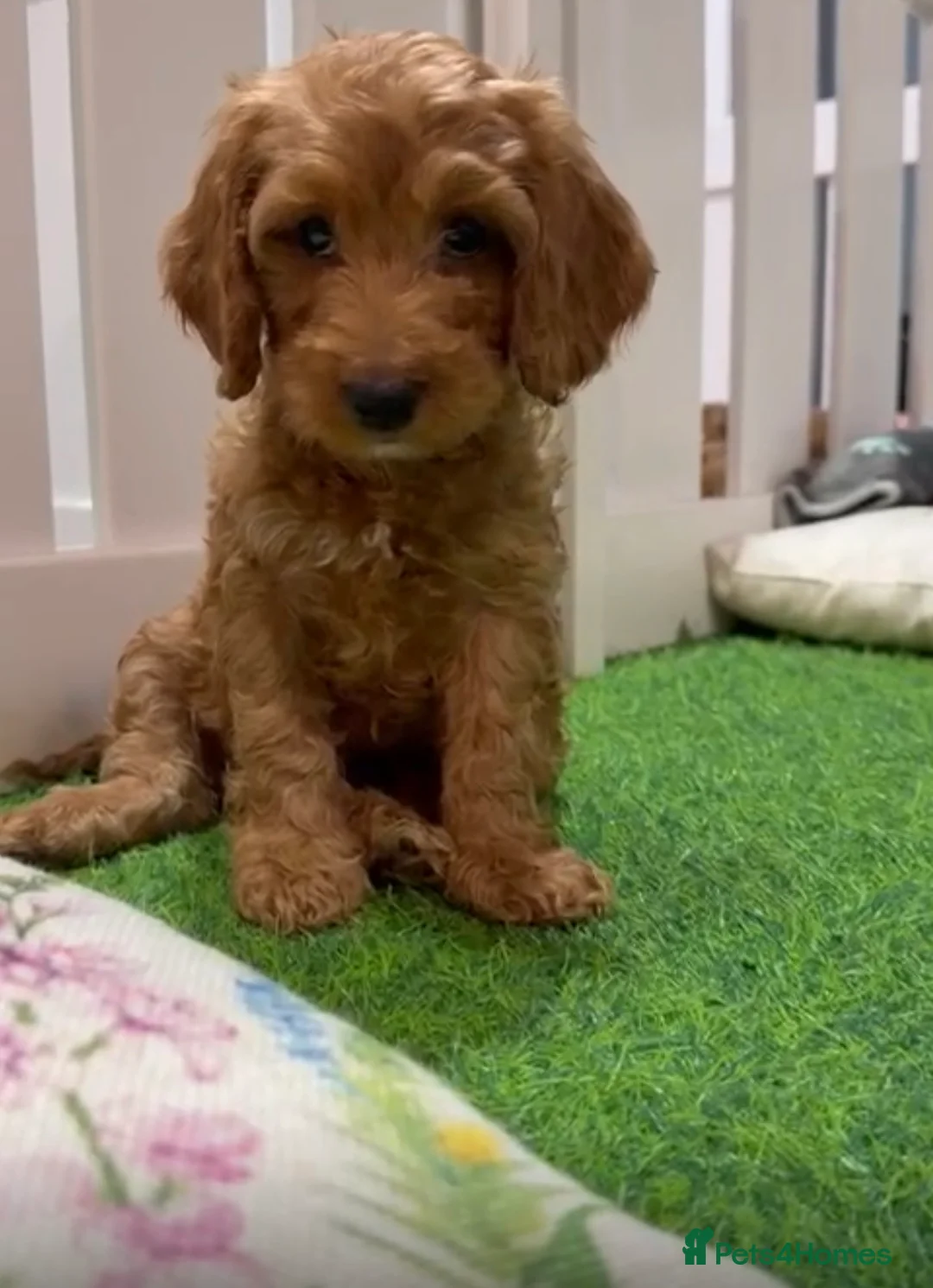 Cockapoo dogs for sale: Stunning 🐶 Cockapoo Puppies - Advert 4