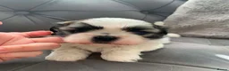 Shih Tzu dogs for sale: Shi Tzu. Lovley Boy - Advert 4