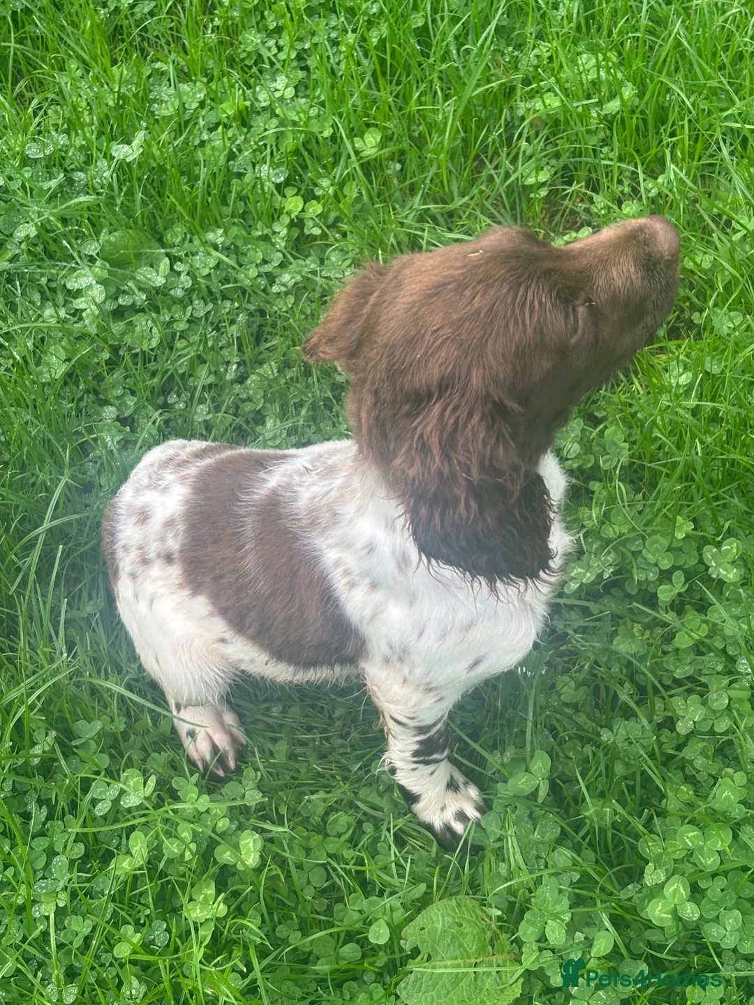 English Springer Spaniel dogs for sale: Kc springer dog pup - Advert 2