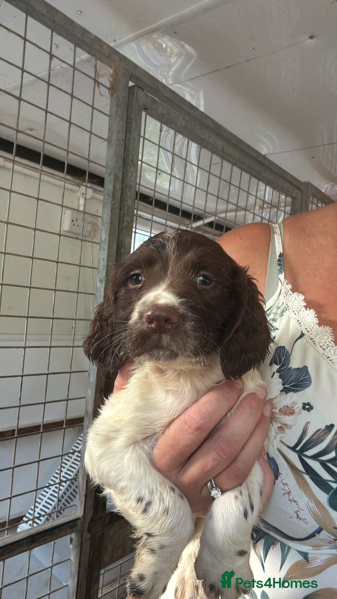 English Springer Spaniel dogs for sale: Springer Spaniel Puppies Ready to go - Image 3