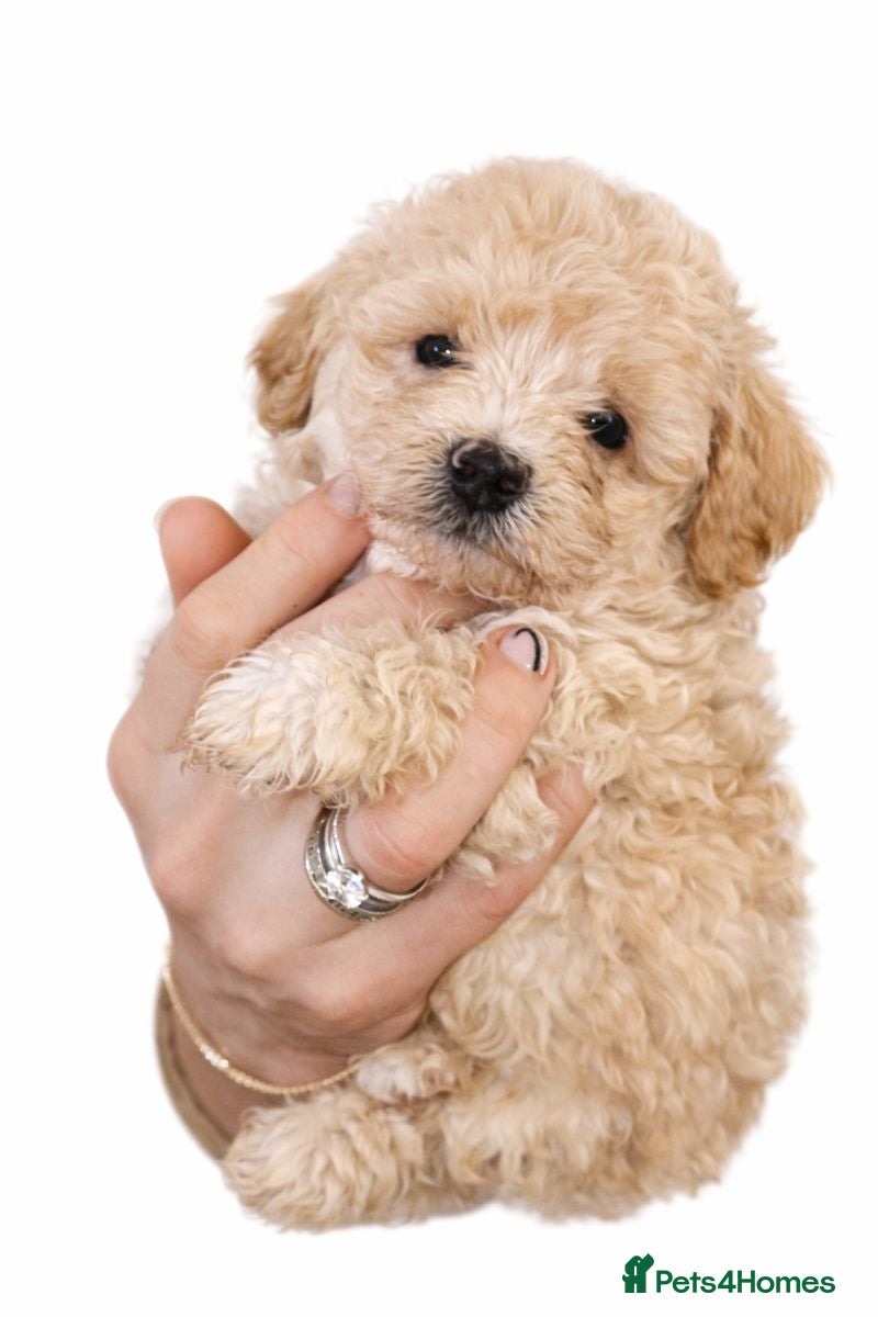 Shihpoo dogs WAITING LIST Toy shihpoo 2026 spring babies  - Advert 15