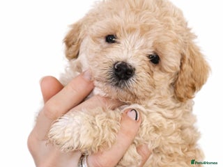 Shihpoo dogs WAITING LIST Toy shihpoo 2026 spring babies - Advert 5