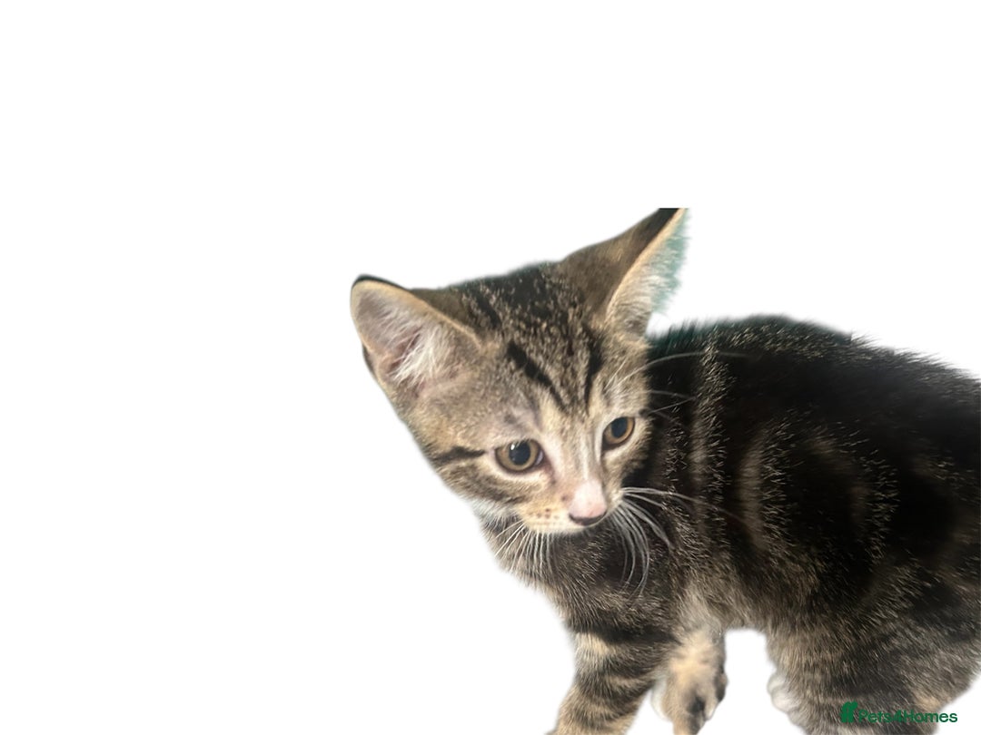 British Shorthair cats for sale: Kittens  - Image 4