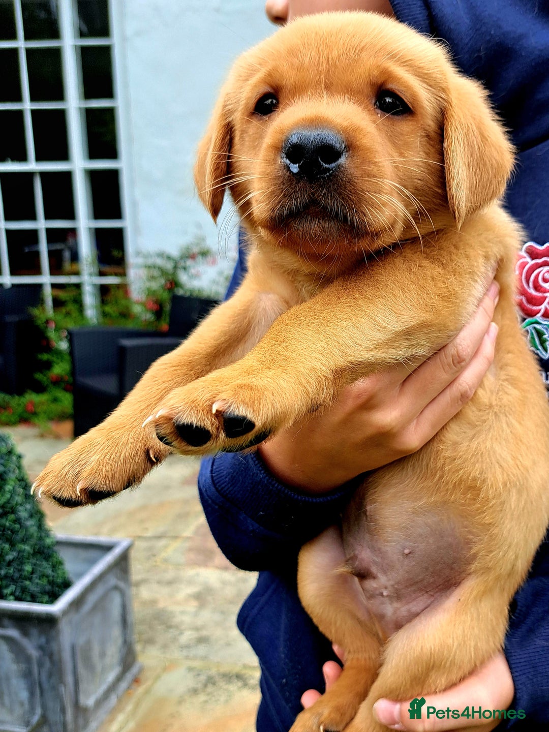 Labrador Retriever dogs for sale: Excellent KC Registered Fox Red Puppies For Sale - Image 8