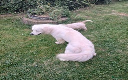 Golden Retriever dogs for sale: KC Registered Golden Retriever Pups - Image 9