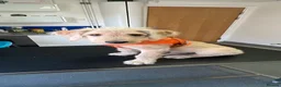 Labradoodle dogs for sale: 4 month old Labradoodle puppy - Advert 5