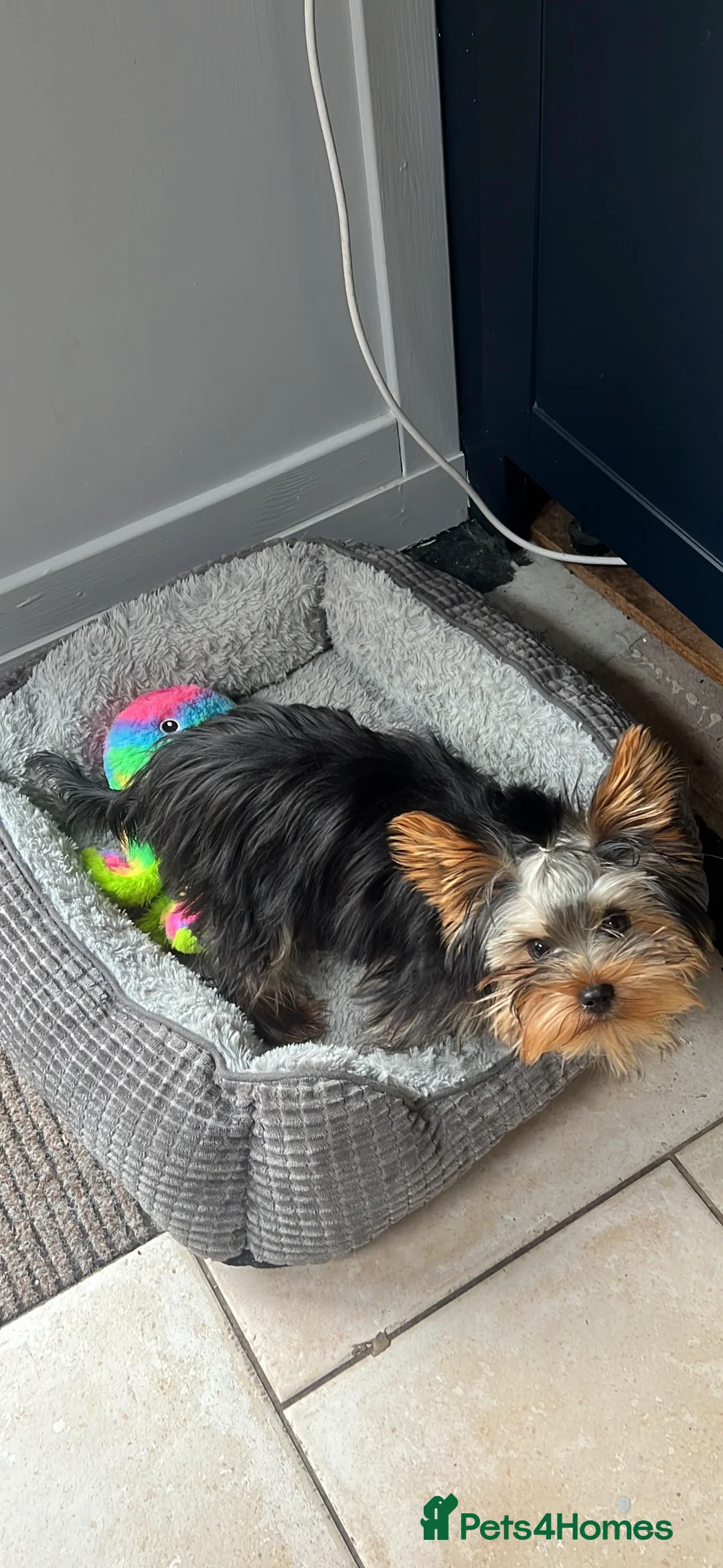 Yorkshire Terrier dogs for stud: FOR STUD KC registered Yorkshire Terrier - Advert 7