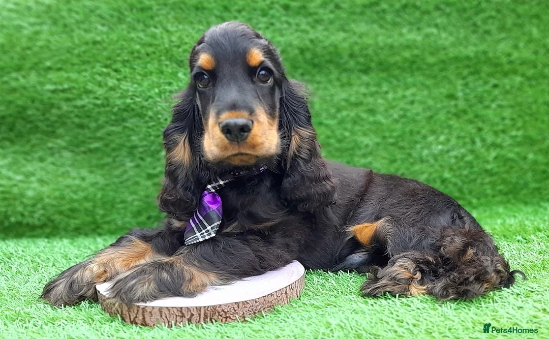 Cocker Spaniel dogs for stud: Show cocker spaniel stud in Brentwood - Advert 12