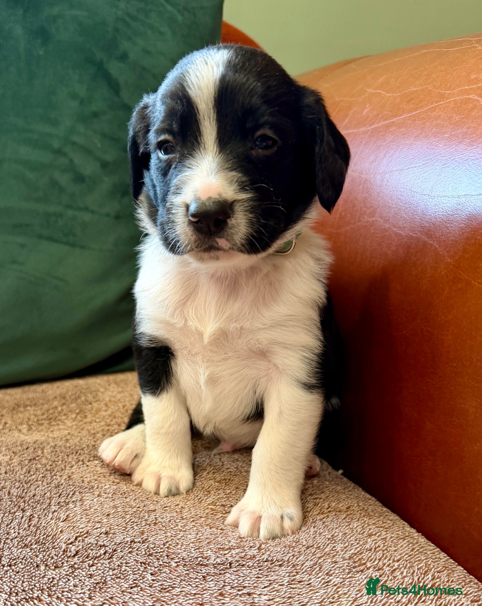 Sprollie dogs Sprollie puppies-Experienced licensed breeder  - Advert 2