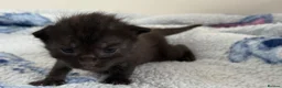 Mixed Breed cats for sale: 7 Long Haired Black Kittens - Advert 5