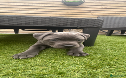 Staffordshire Bull Terrier dogs for sale: 🔷Top quality Pharaon puppy🔷 - Image 12