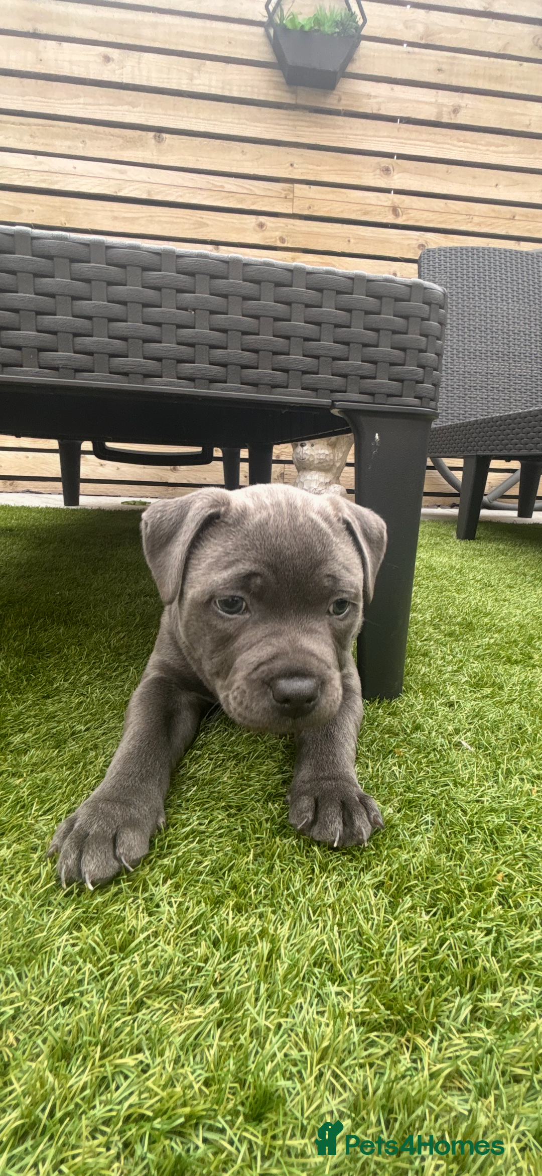 Staffordshire Bull Terrier dogs for sale: 🔷Top quality Pharaon puppy🔷 - Image 12