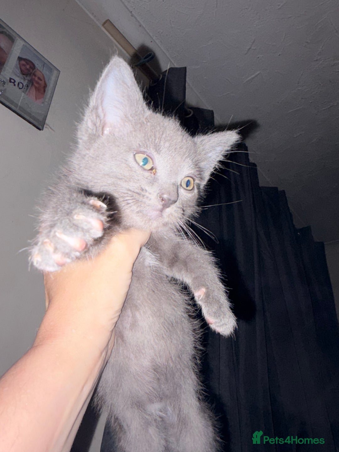 Mixed Breed cats for sale: Half ragdolls cuddly, all girls, ready now - Advert 28