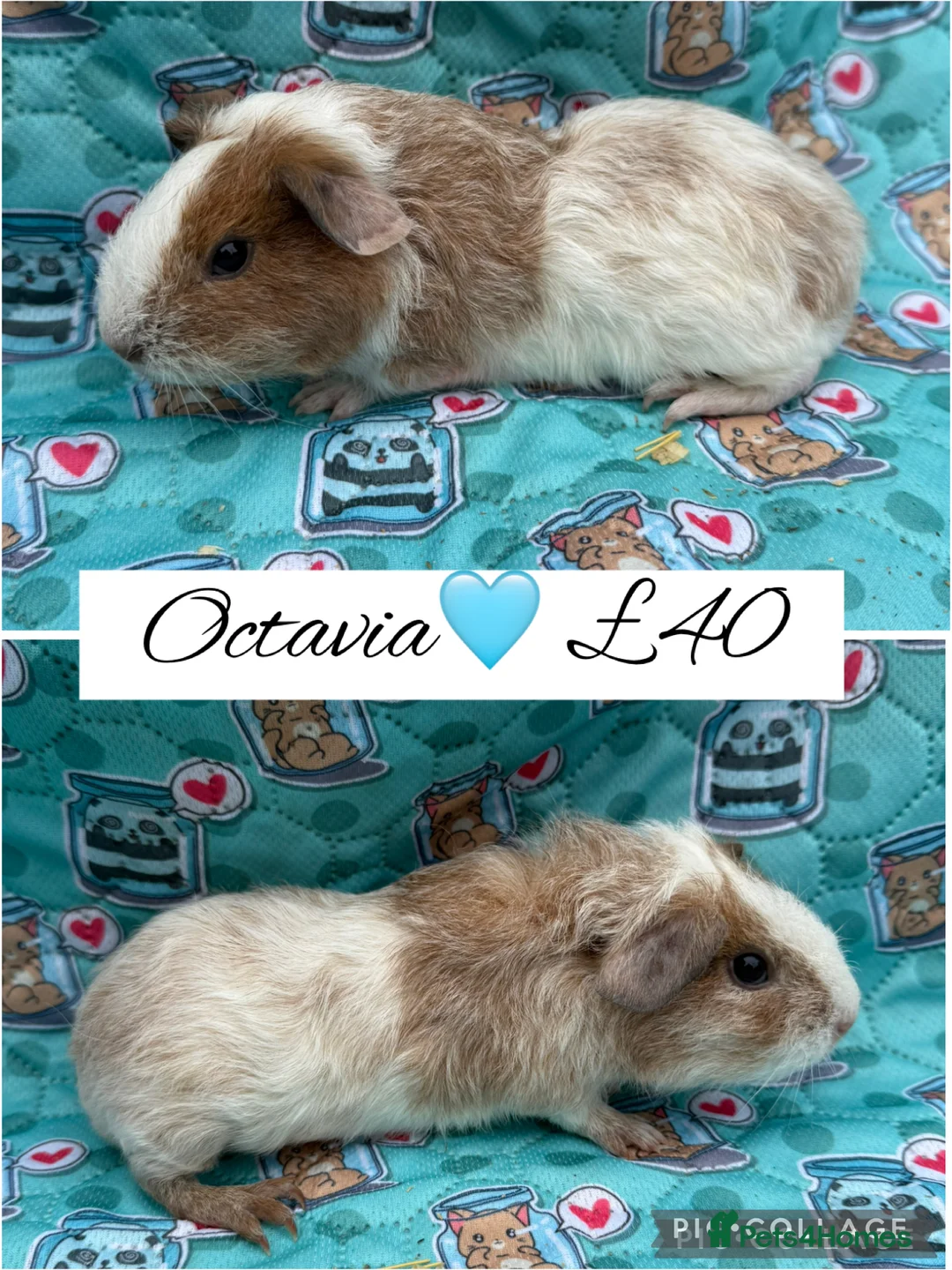Guinea Pig rodents for sale: Male/Female guinea pigs  - Advert 2