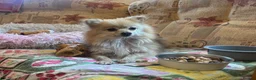 Pomeranian dogs for sale: Gorgeous Pomeranian boys - Advert 1