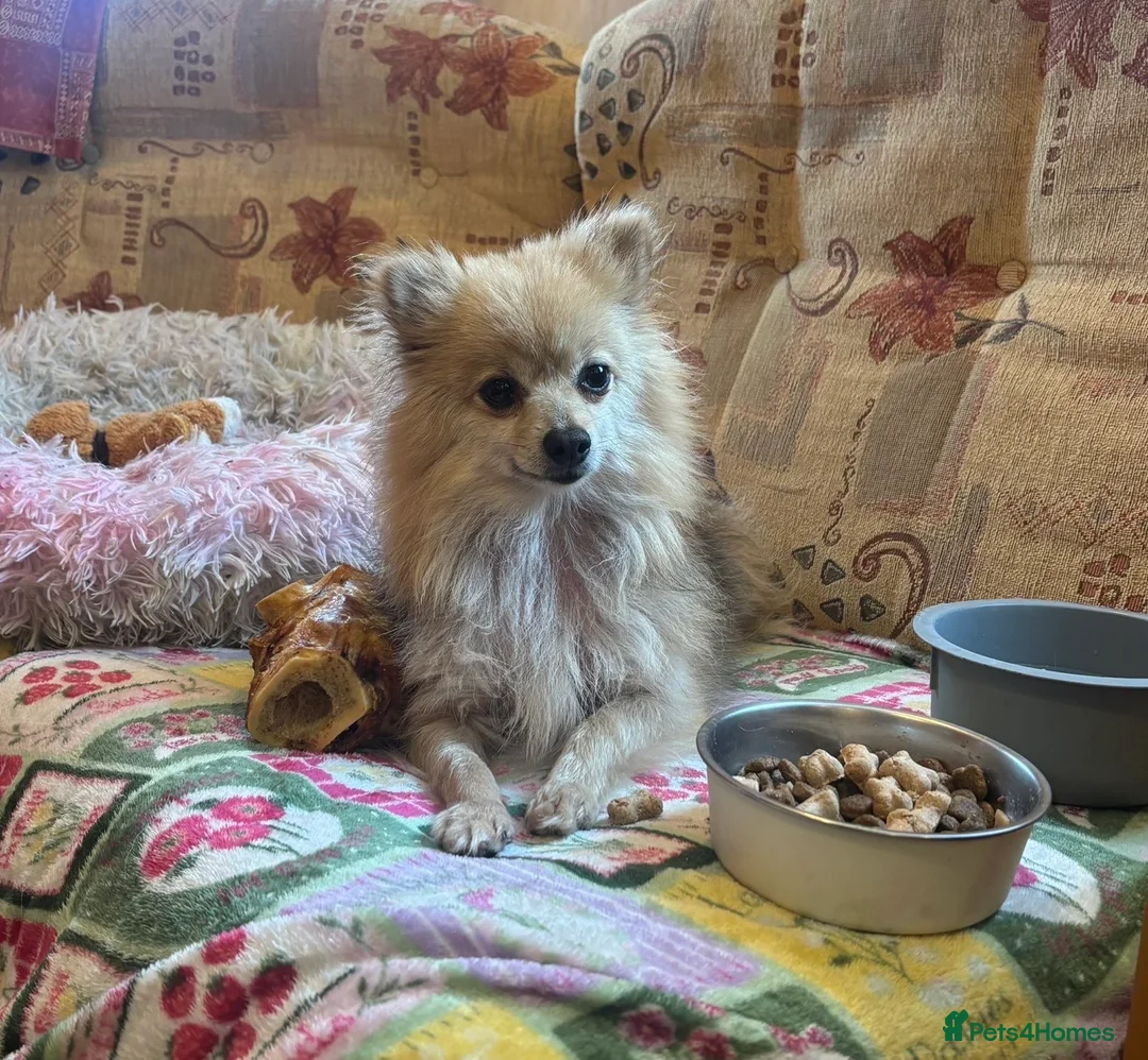 Pomeranian dogs for sale: Gorgeous Pomeranian boys - Advert 1