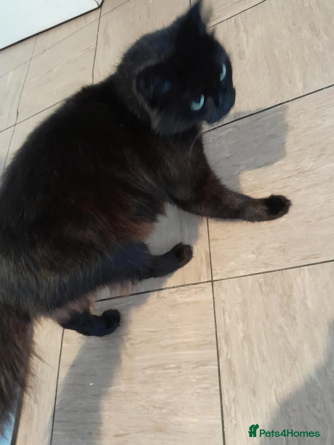 Mixed Breed cats for sale: Beautiful 8 week old kittens for sale - Advert 6