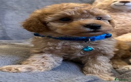 Maltipoo dogs for sale: 🐶 3 Gorgeous Toy Maltipoo F1b Puppies for sale🐶  - Image 6