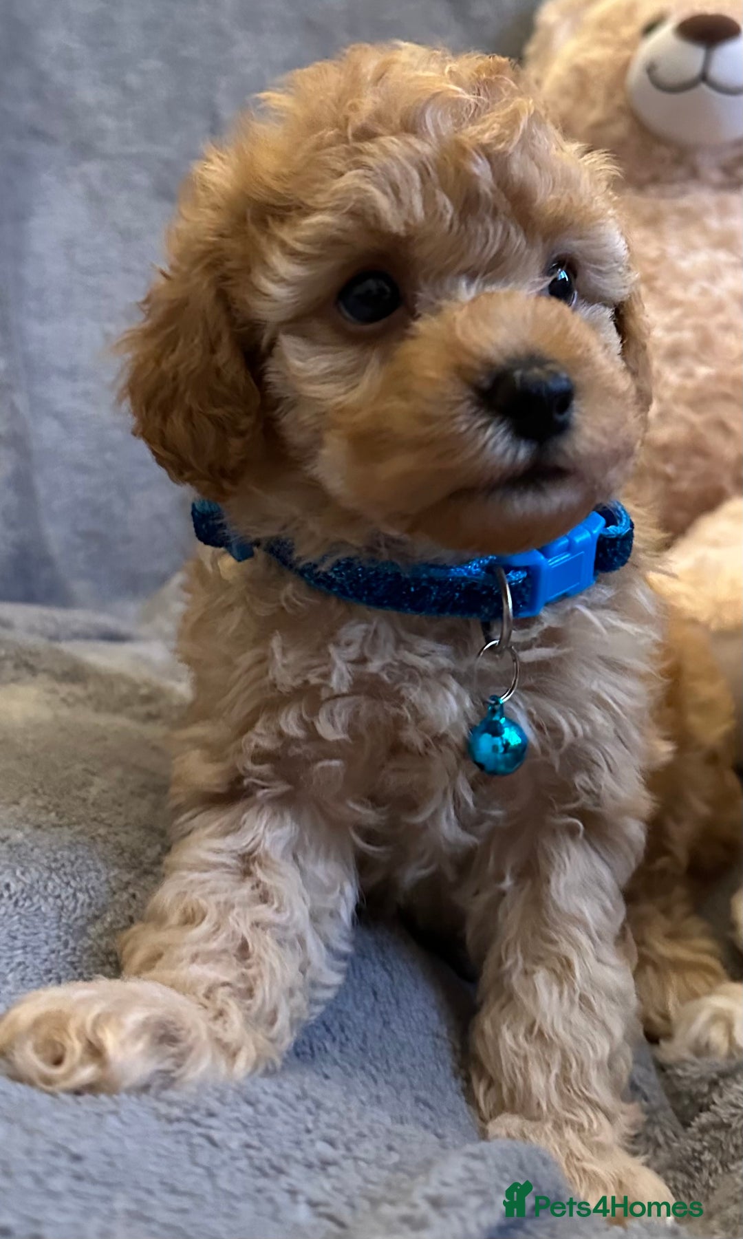 Maltipoo dogs for sale: 🐶 3 Gorgeous Toy Maltipoo F1b Puppies for sale🐶  - Image 6
