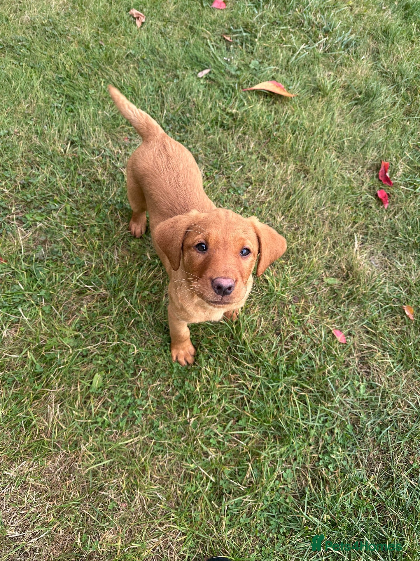 Labrador Retriever dogs Black & Fox Red KC Labradors - Advert 1
