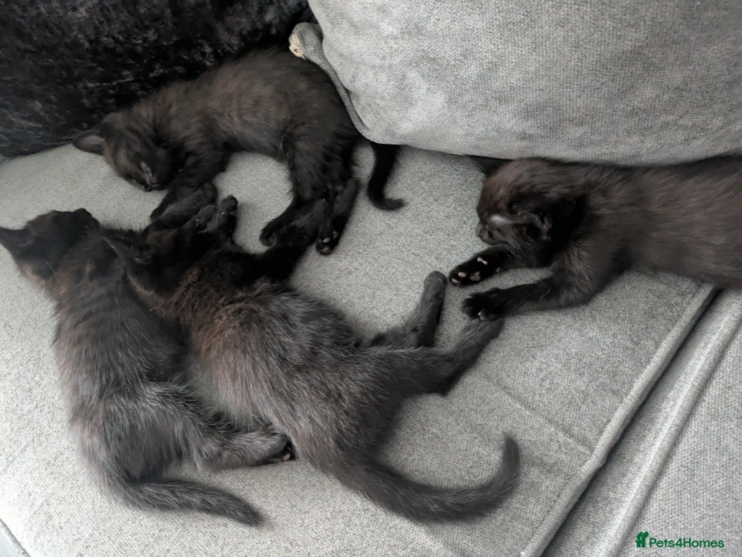 Ragdoll cats for sale: Cross breed ragdoll kittens  - Image 15