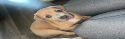 Mixed Breed dogs for sale: Puppies  in Battle - Advert 6