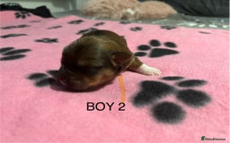 Yorkshire Terrier dogs for sale: Yorkshire Terrier puppies - Image 4