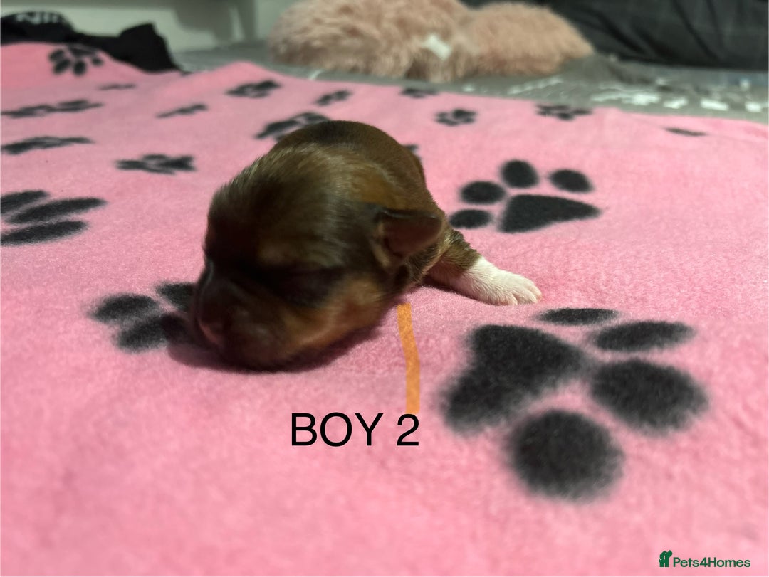 Yorkshire Terrier dogs for sale: Yorkshire Terrier puppies - Image 4