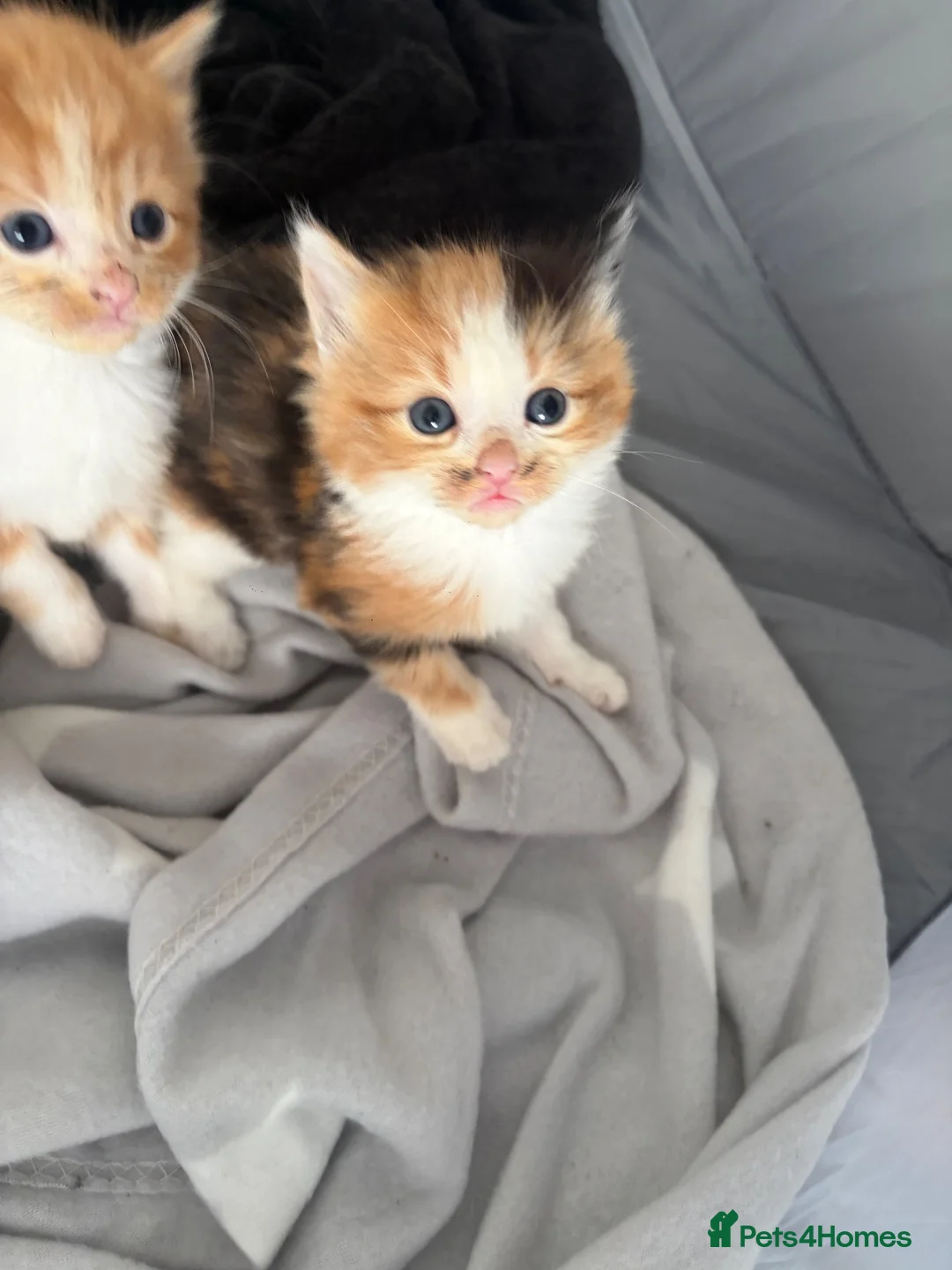 Mixed Breed cats for sale: Beautiful Tabby Cross Ragdoll Kittens  - Advert 24
