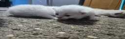 Scottish Fold cats for sale: 4 Beautiful Kittens Ready Soon 🐾 in Worcester - Advert 24