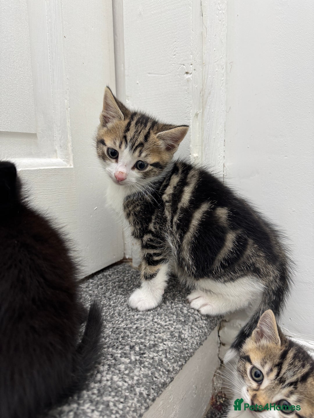 Mixed Breed cats for sale: Beautiful Kittens  - Advert 4