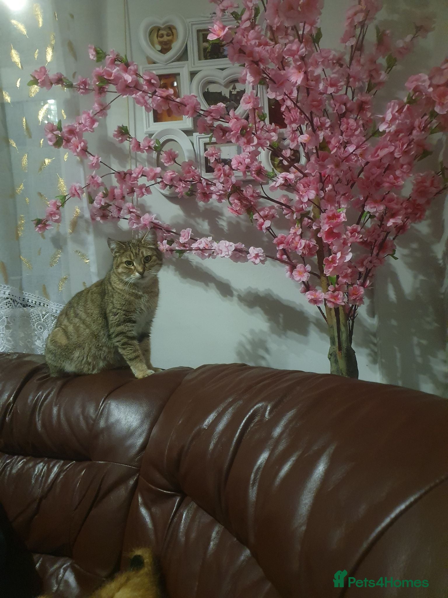 Mixed Breed cats Miss Angelina - Advert 1