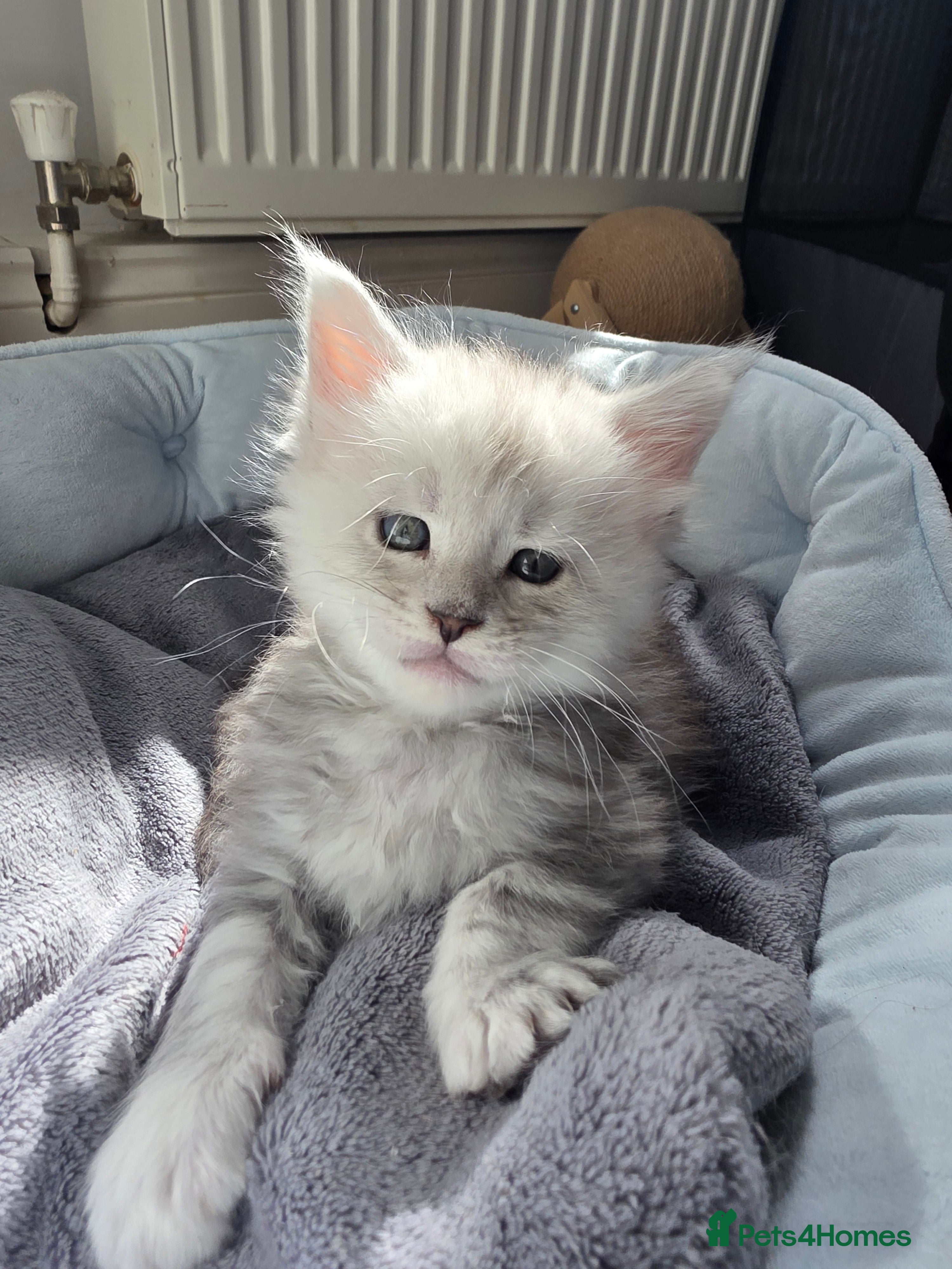 Maine Coon cats  Maine Coon Kittens Looking for Loving Homes!   - Advert 2