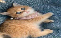 British Shorthair cats for sale: British Golden Shorthair kittens GCCF  - Image 14