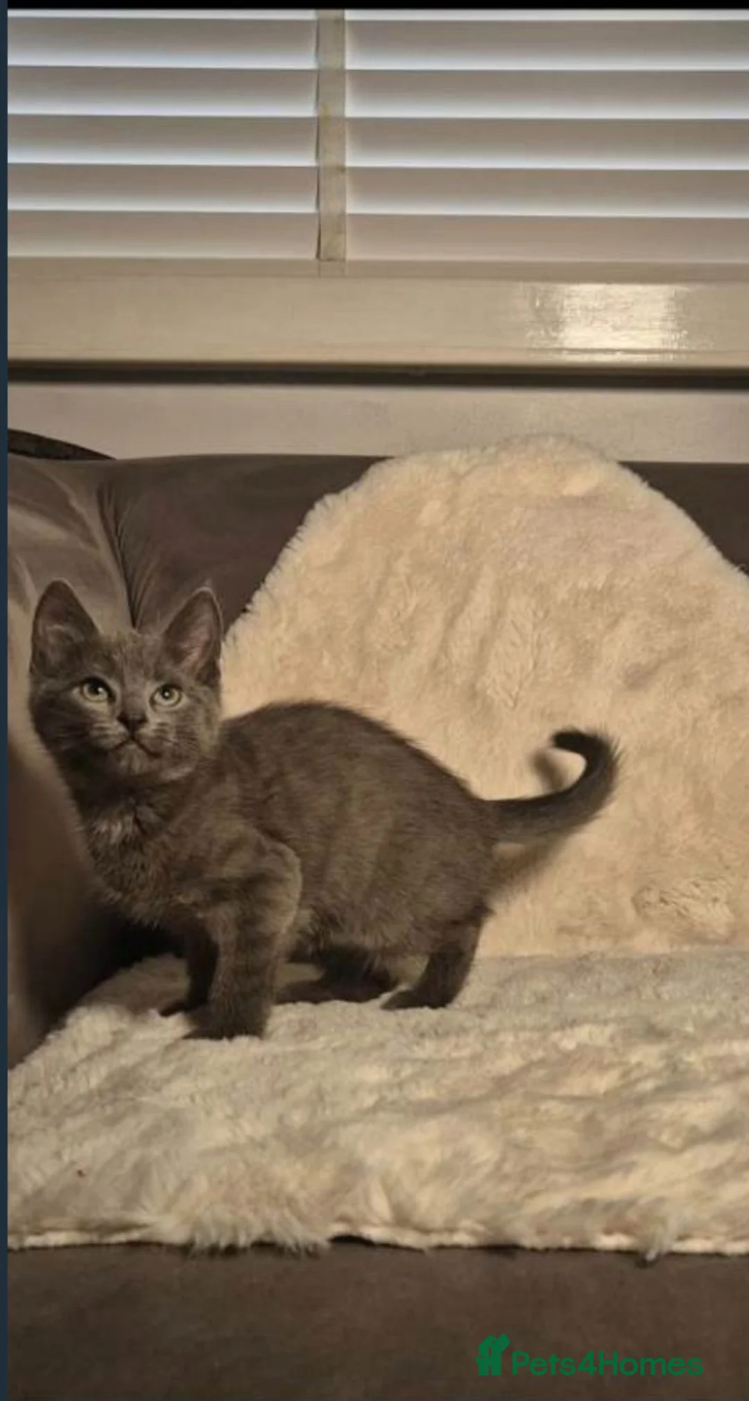 Ragdoll cats for sale: Ragdoll X Kitten - affectionate lapcat in Glasgow - Advert 1