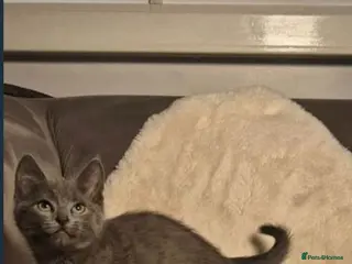 Ragdoll cats Ragdoll X Kitten - affectionate lapcat - Advert 6