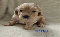 Goldendoodle dogs for sale: F1 Goldendoodle - Image 4