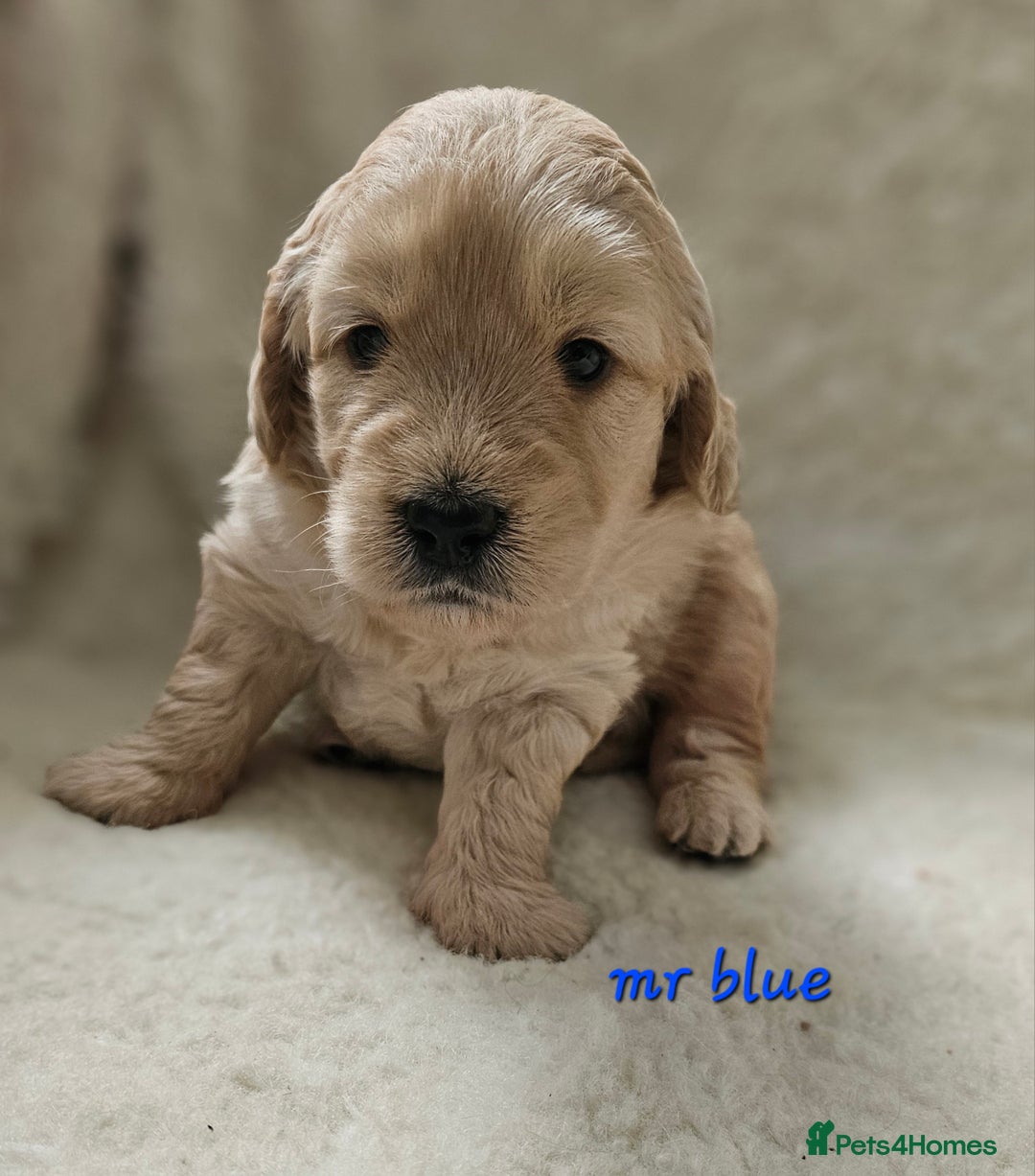 Goldendoodle dogs for sale: F1 Goldendoodle - Image 4