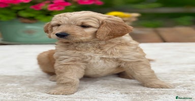 Goldendoodle dogs - Advert 2