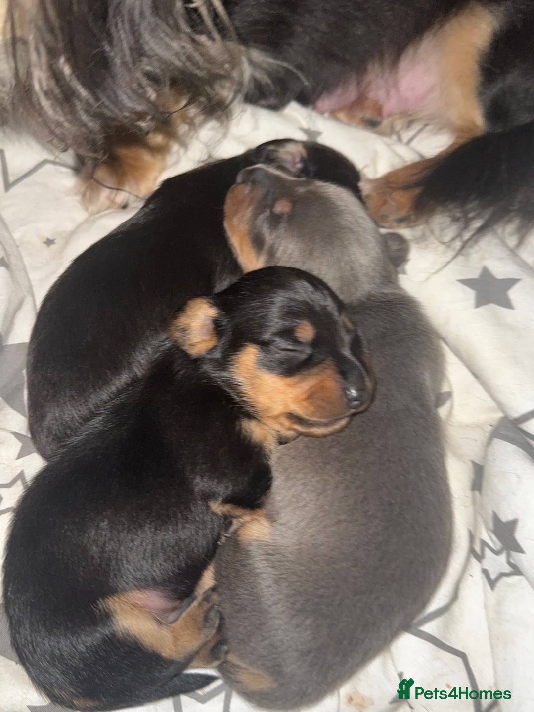 Miniature Dachshund dogs for sale: Miniature dachshund - Advert 1