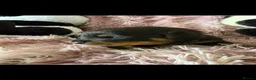 Rottweiler dogs for sale: Stunning litter of Rottweiler babies  - Advert 27