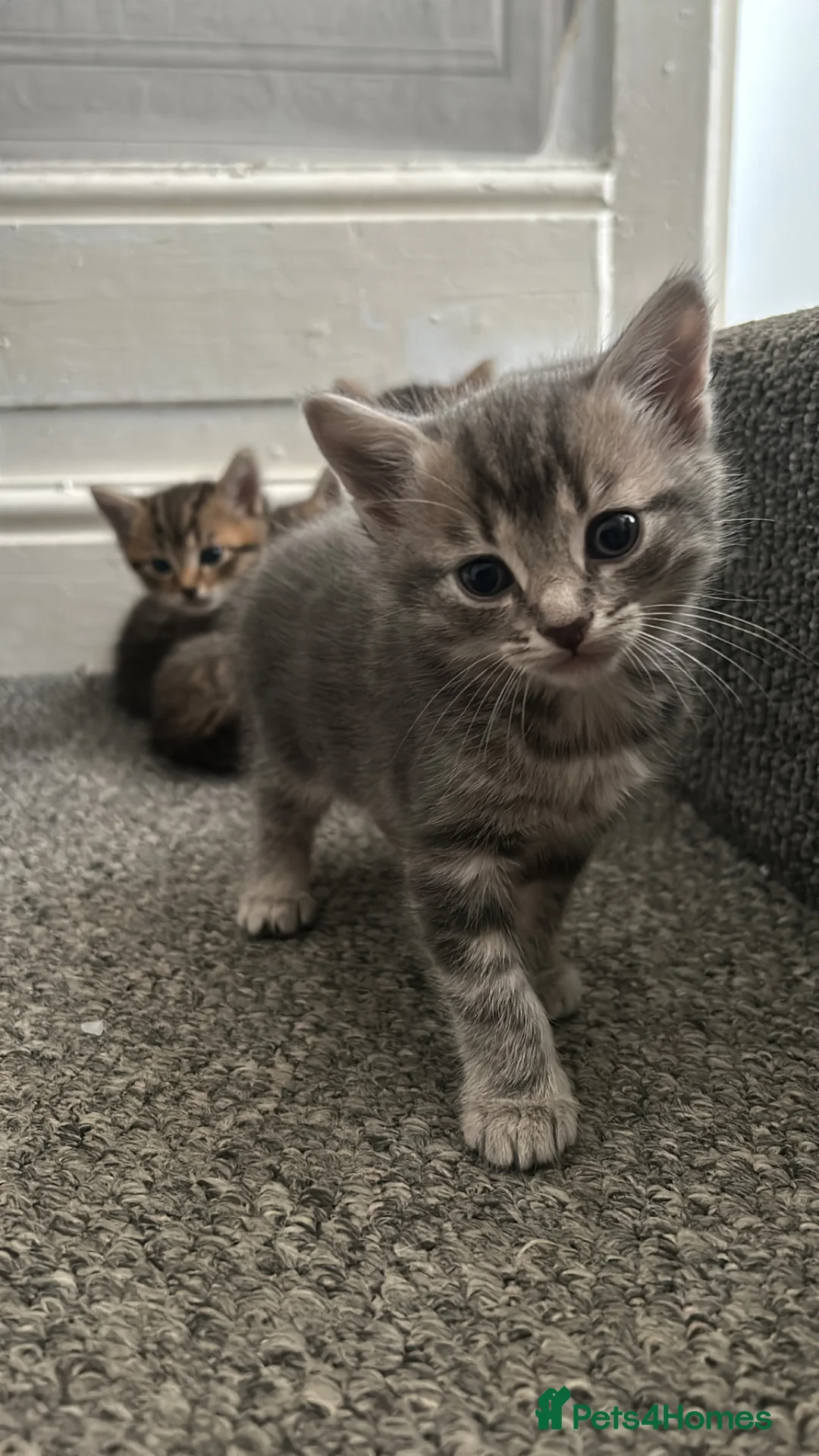 Mixed Breed cats for sale: Female cat for sale. in Newport - Advert 1