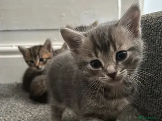 Mixed Breed cats Female cat for sale. - Advert 1