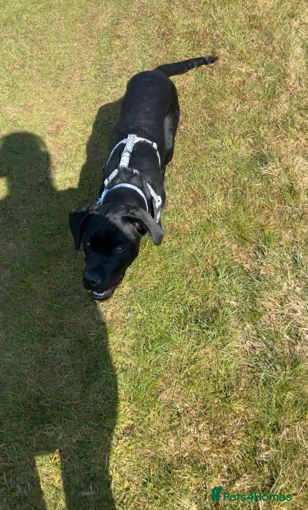 Mixed Breed dogs for sale: Doris black Labrador cross  - Advert 4