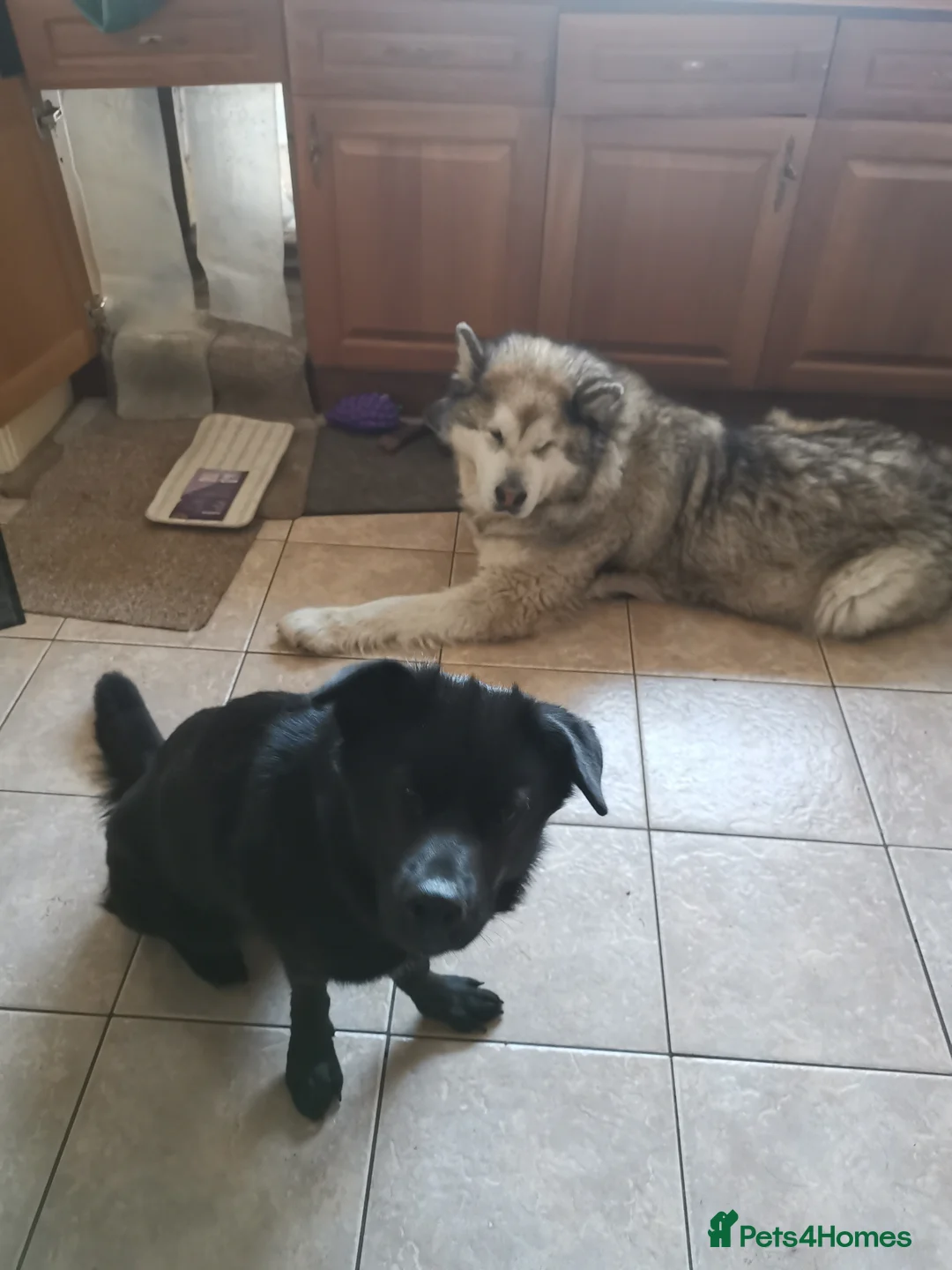 Sheprador dogs for sale: Sweet Sheprador Storm looking for Love  in Congleton - Advert 5