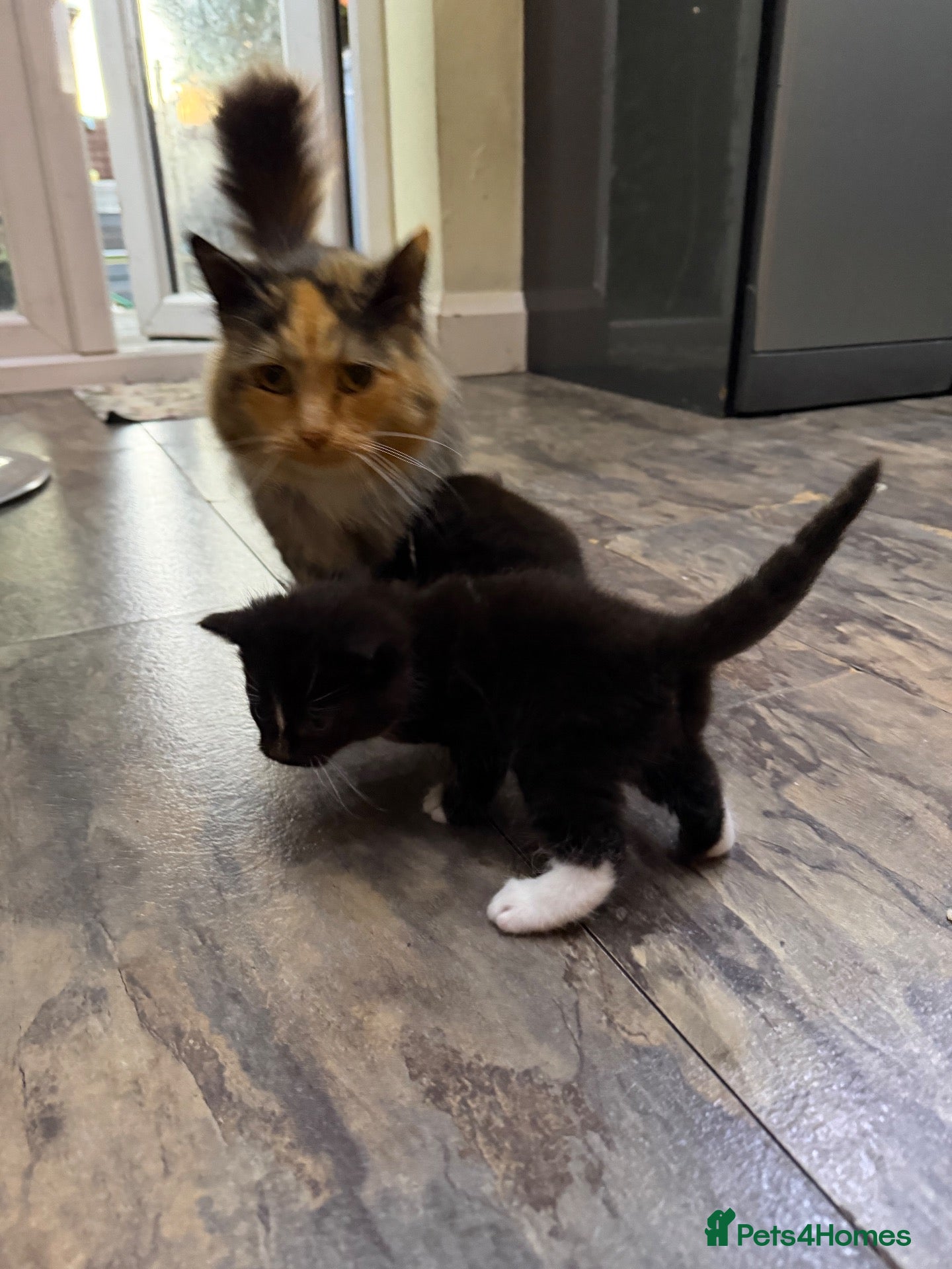 Mixed Breed cats for sale: Fluffy Kittens Looking for Forever Homes! 🐾 - Advert 7