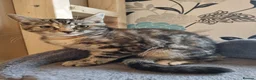 Maine Coon cats for sale: Beautiful 3/4 Maine Coon cross Kittens - Advert 20